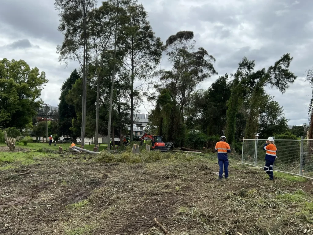 Expert Tree Removal Team Clearing Land and Vegetation
