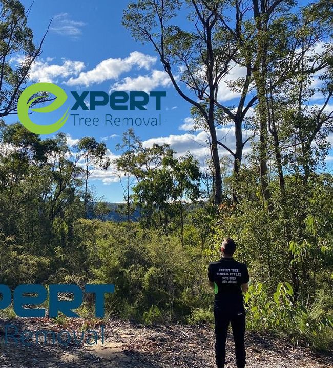 Arborist reports Blacktown NSW