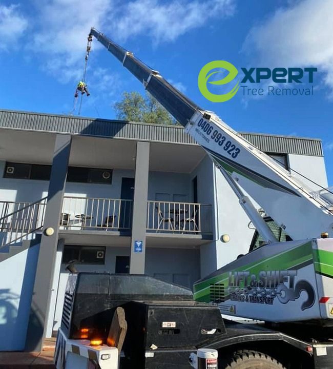 Commercial tree removal Blacktown