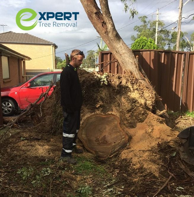 Emergency tree removal Blacktown