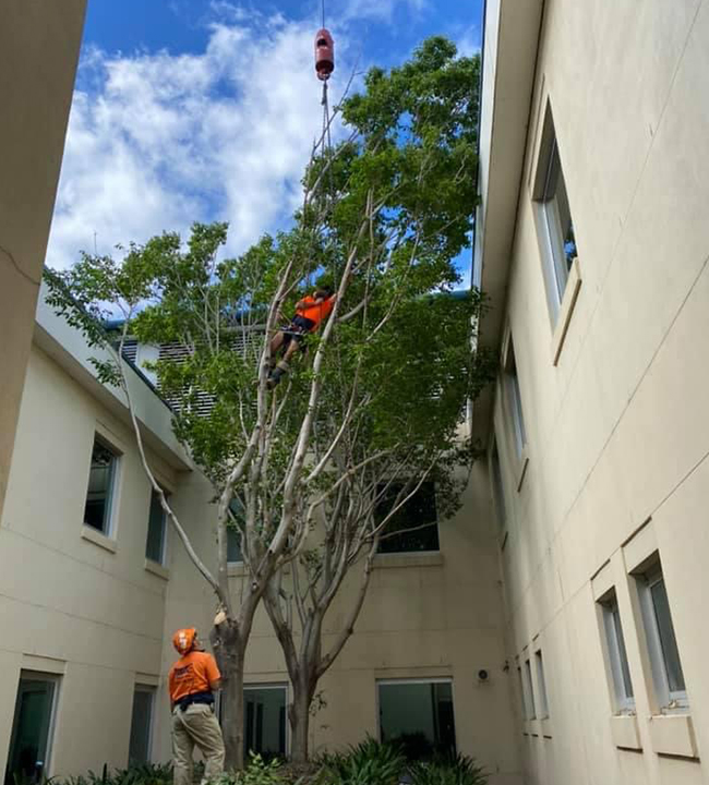 Tree removal in Blacktown