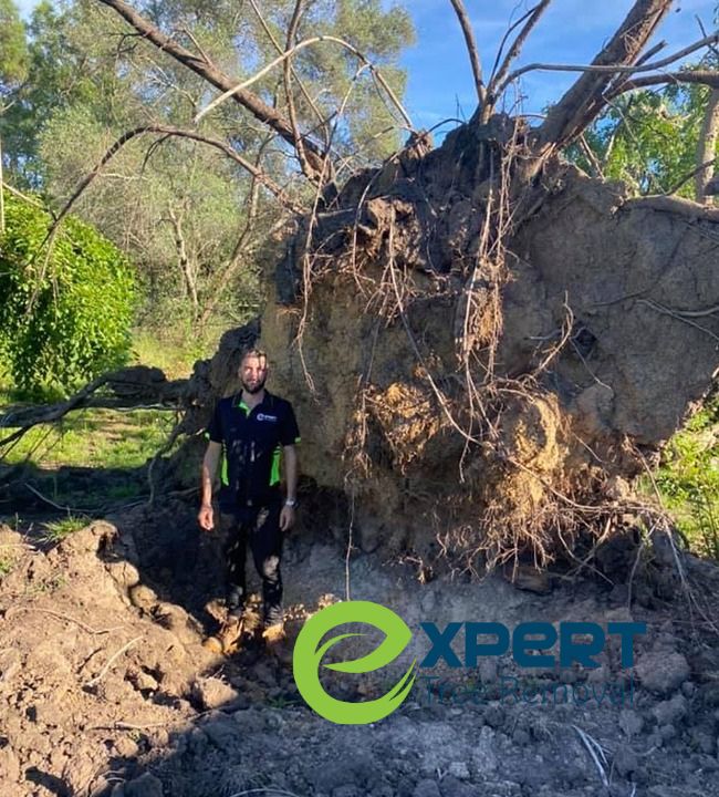 Tree stump removal Blacktown