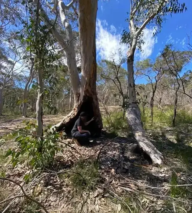 arborist reports img