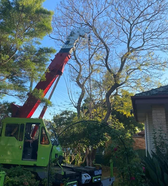 crane assisted tree removal blacktown NSW