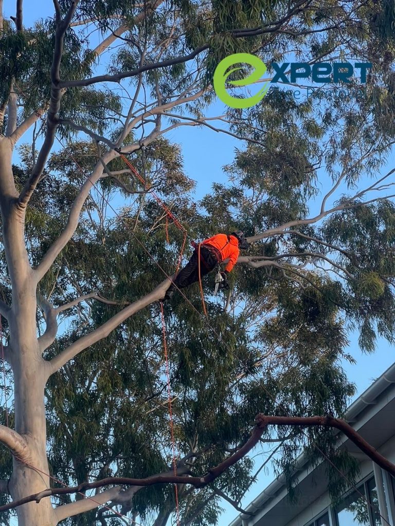 Tree Lopping Rouse Hill