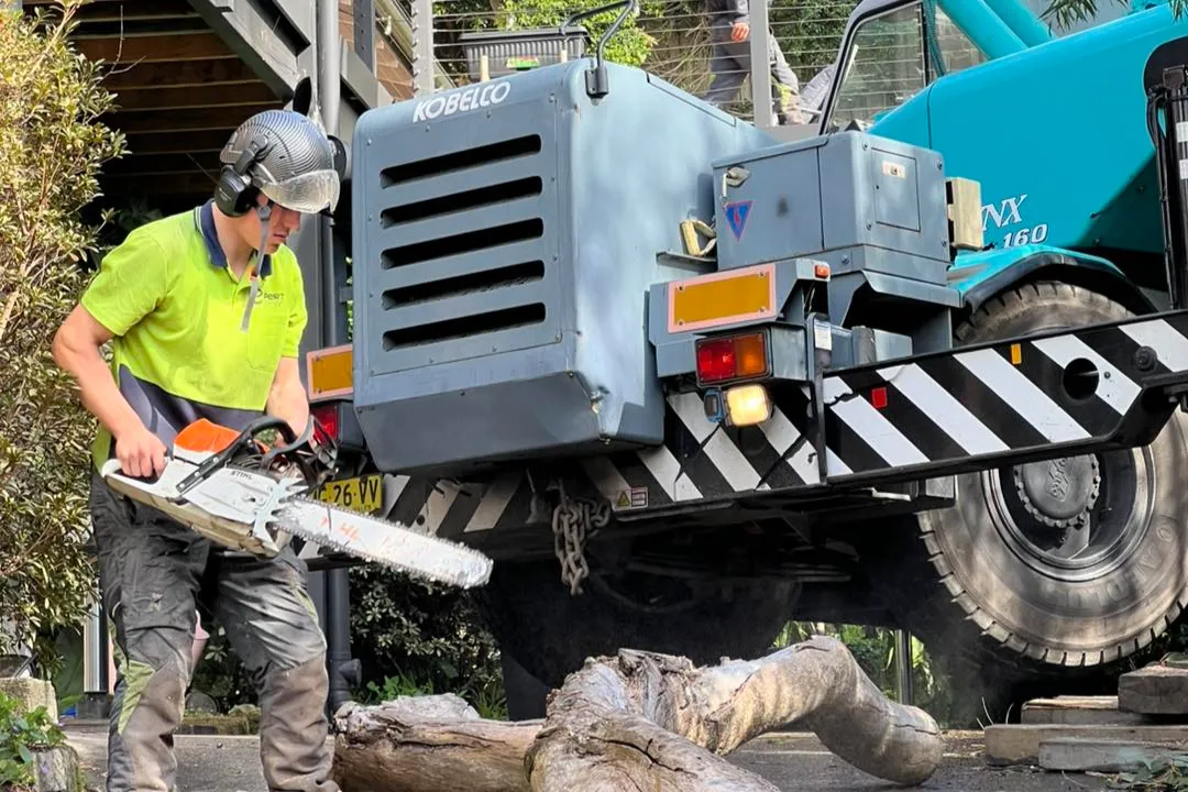 Tree Removal Clarendon
