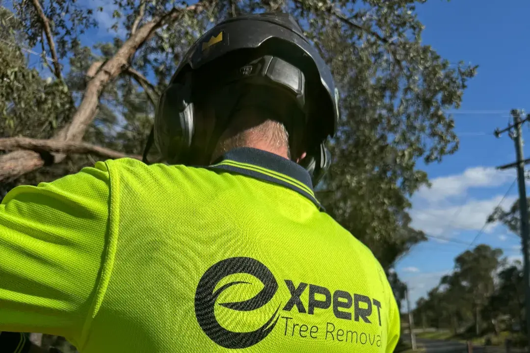 Tree Removal Annangrove