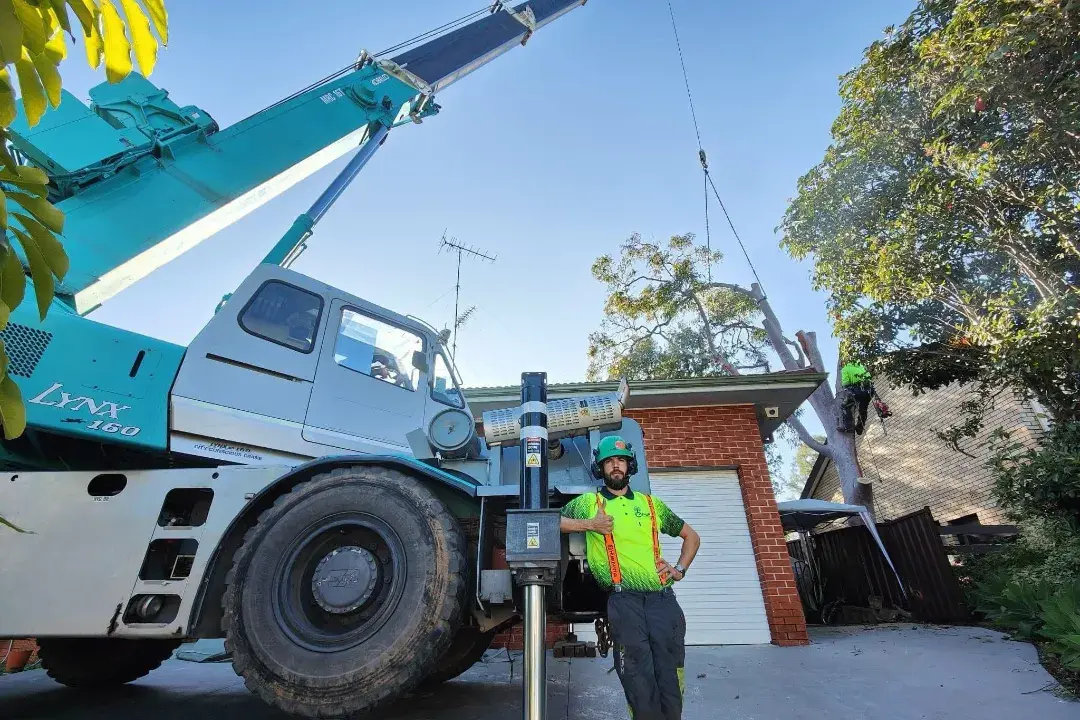 Tree Removal Annangrove