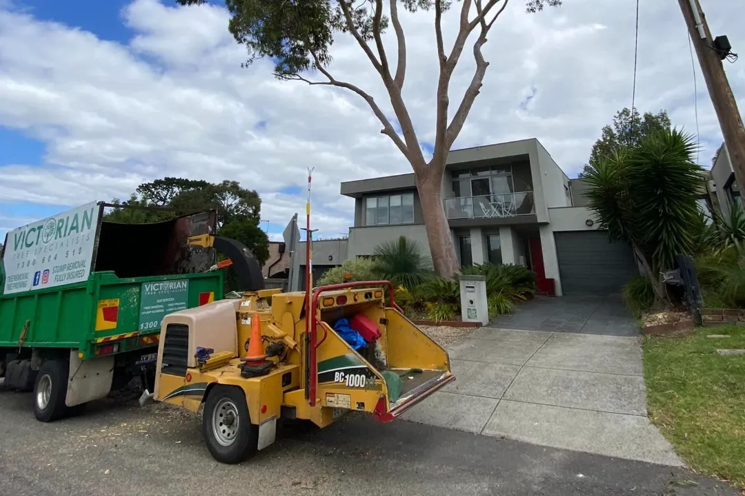 Tree Removal Bella Vista