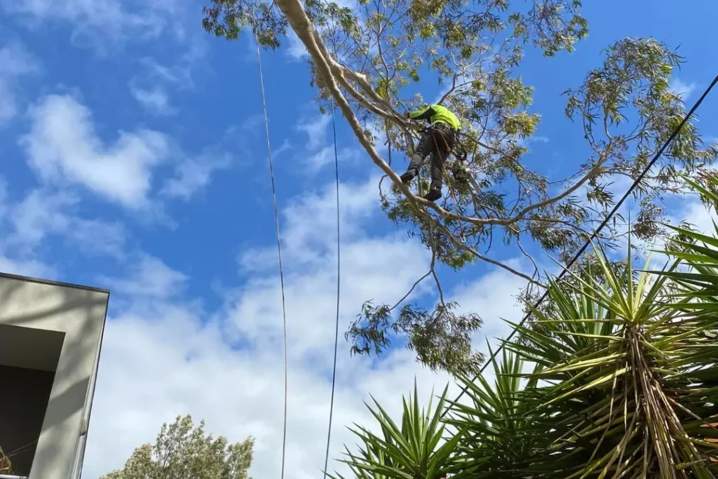 Tree Removal Bella Vista
