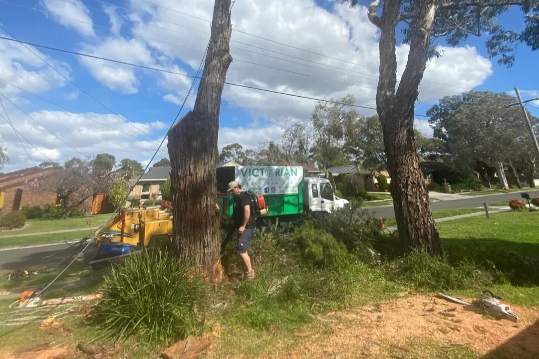 Tree Removal Bella Vista