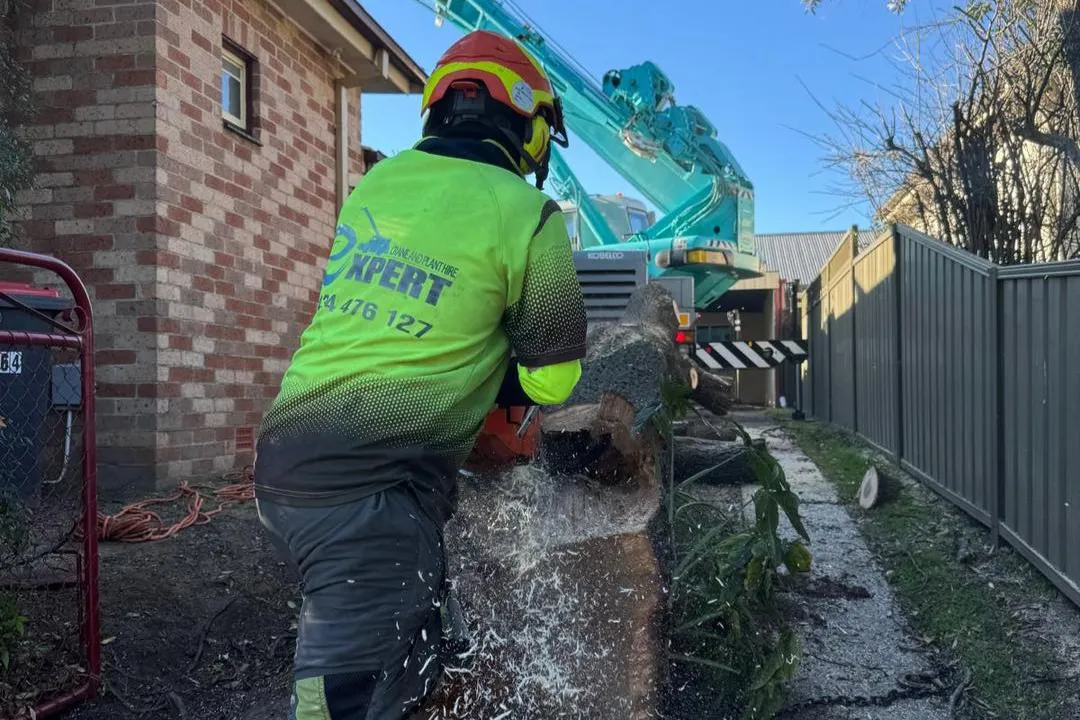 Tree Removal Rouse Hill