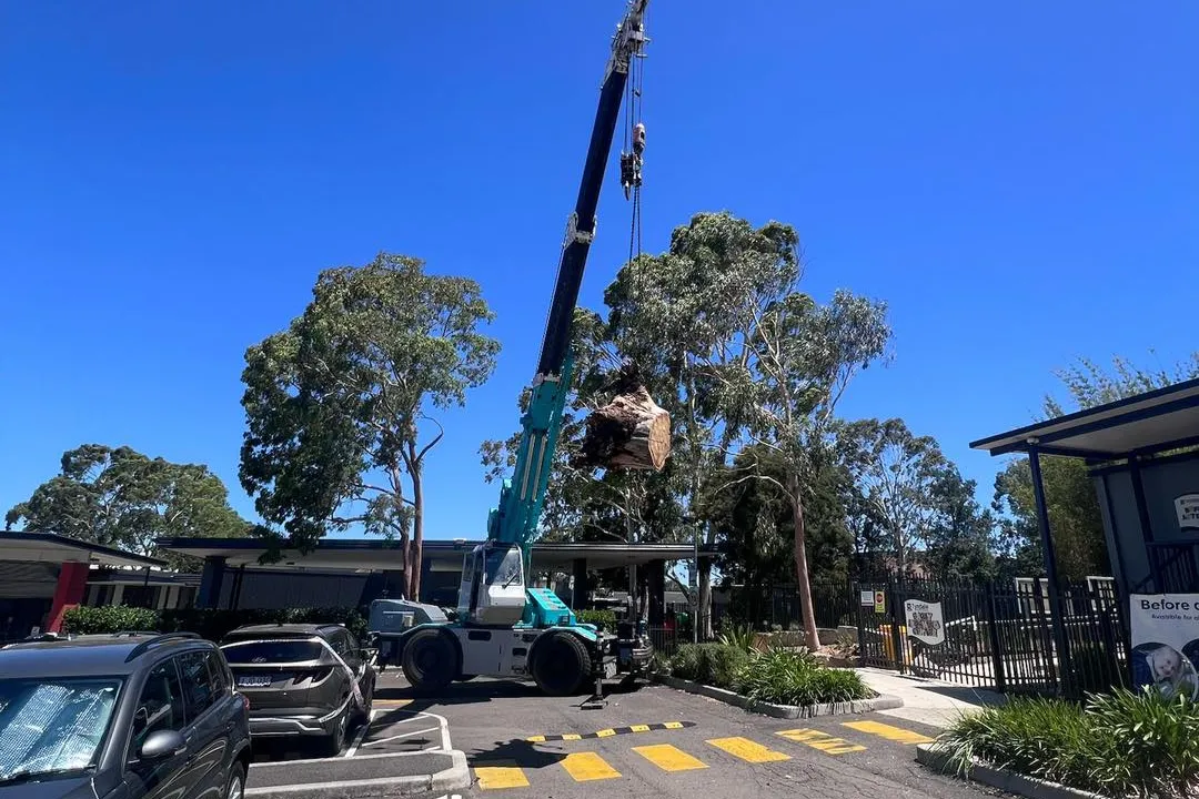 Tree Removal Winston Hills