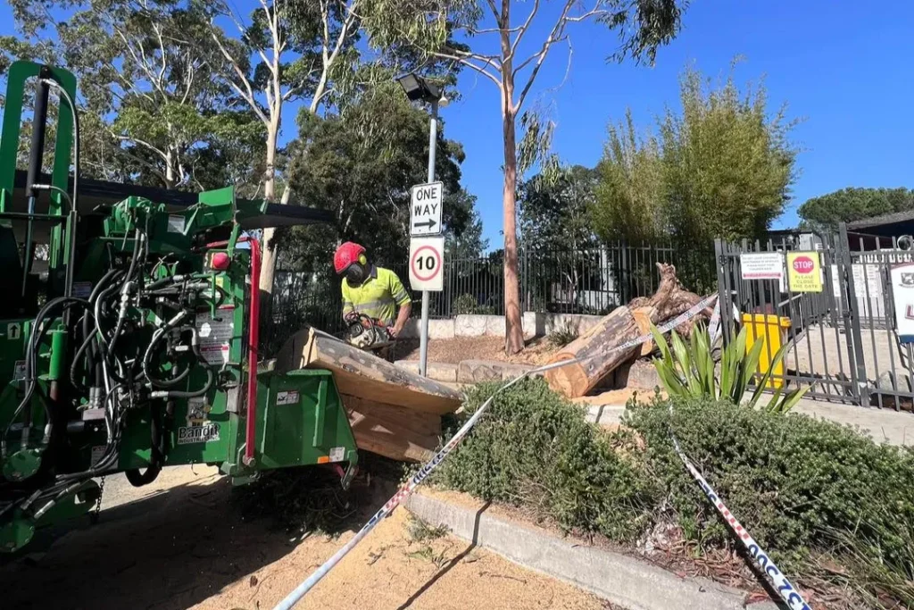 Tree Removal Winston Hills