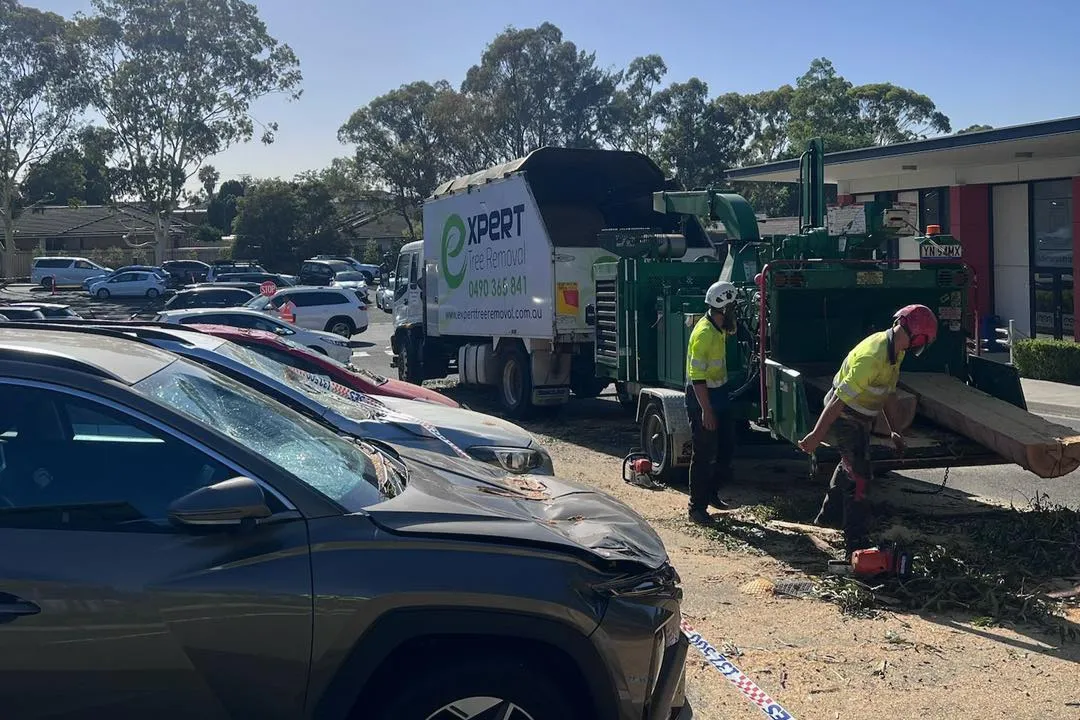 Tree Removal Winston Hills