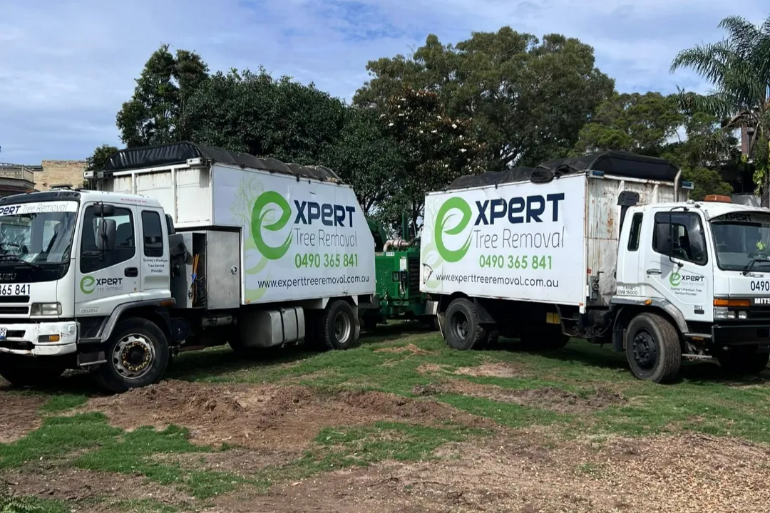 Tree Removal Glenorie