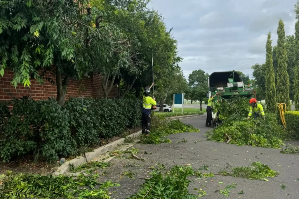 Tree Removal Glenorie