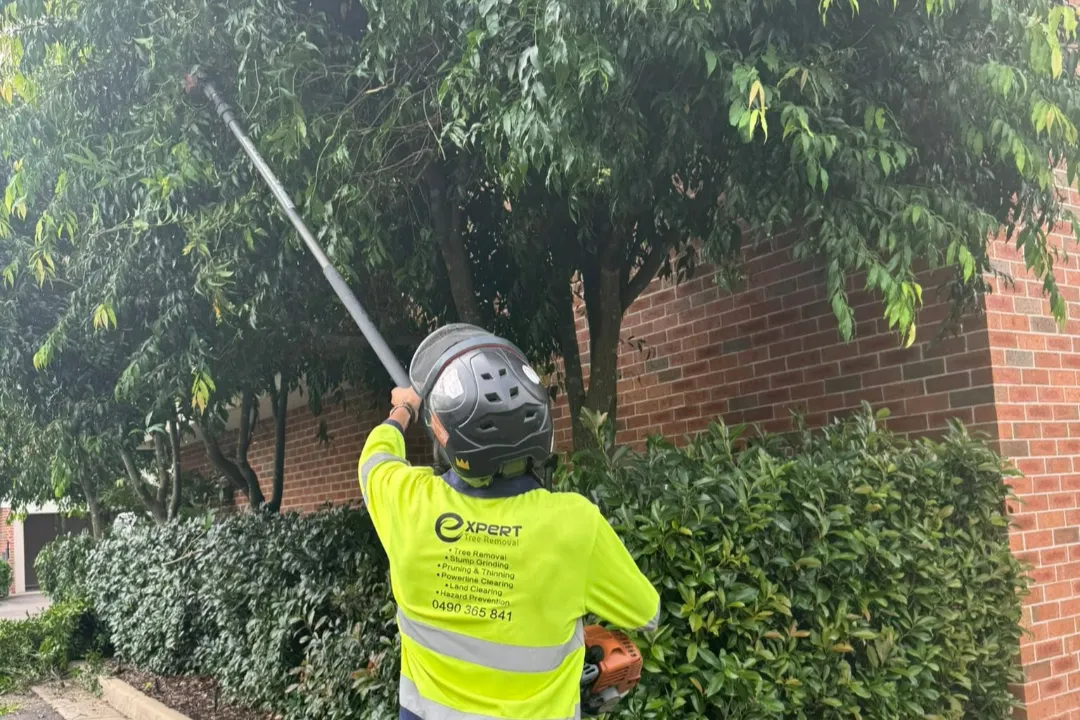 Tree Removal Glenorie