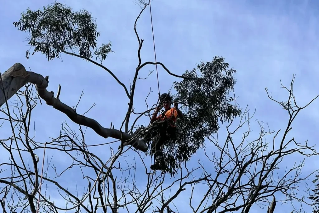 Tree Removal Kenthurst