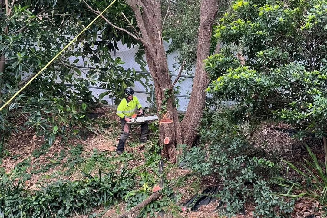 Tree Removal Kenthurst