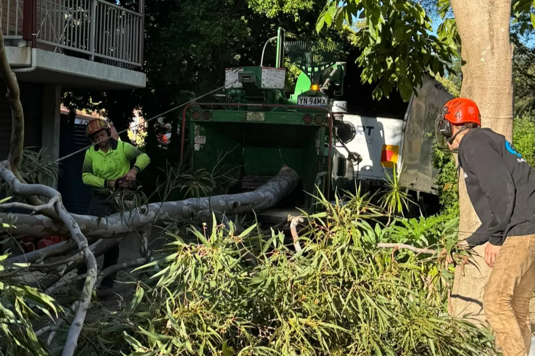 Tree Removal Londonderry
