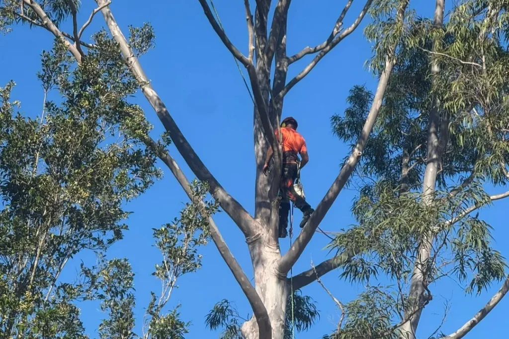 Tree Removal Londonderry