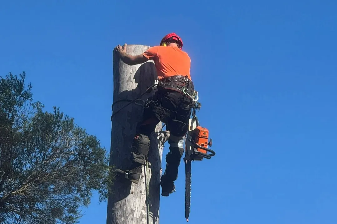 Tree Removal Londonderry