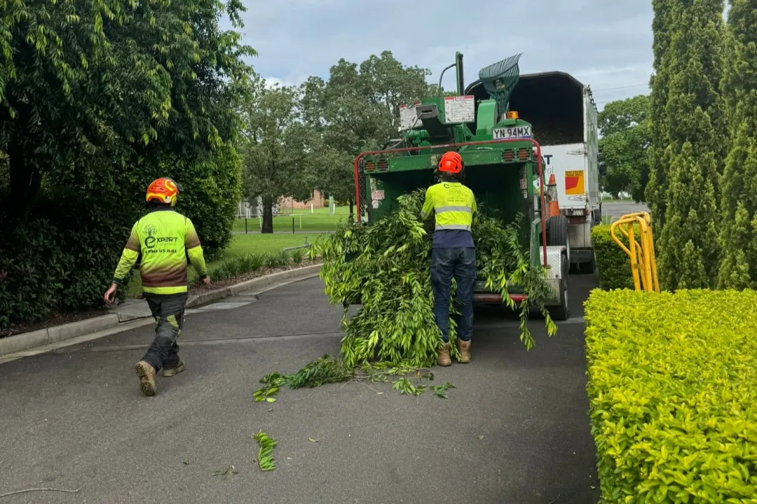Tree Removal Middle Dural