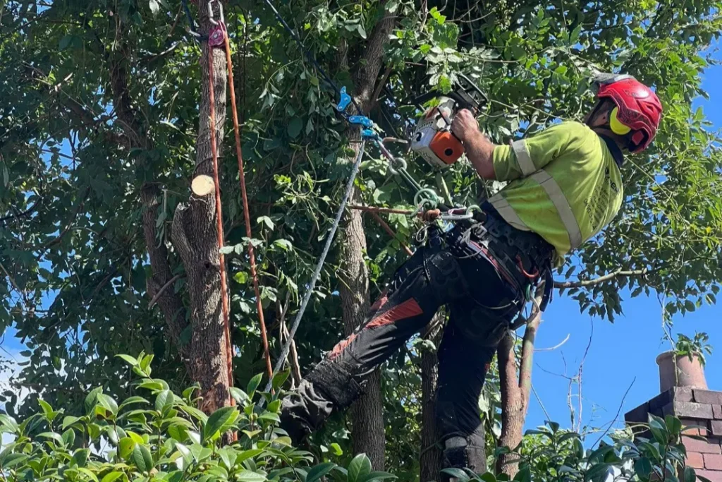 Tree Removal Middle Dural