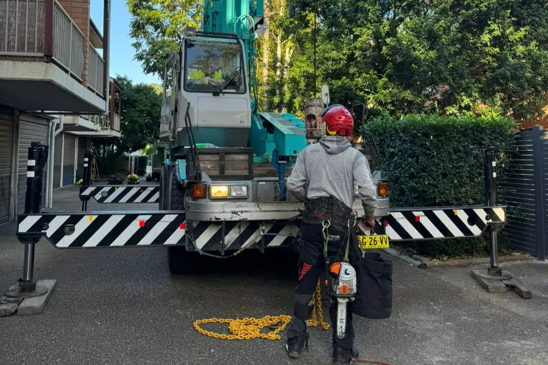 Tree Removal Middle Dural