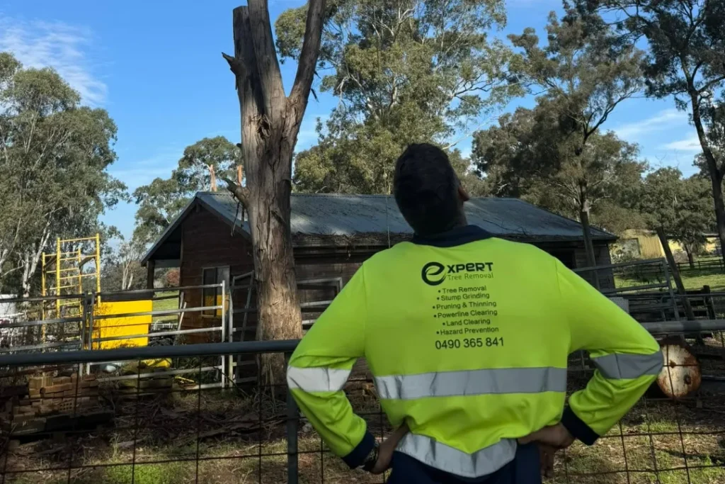 Tree Removal Quakers Hill