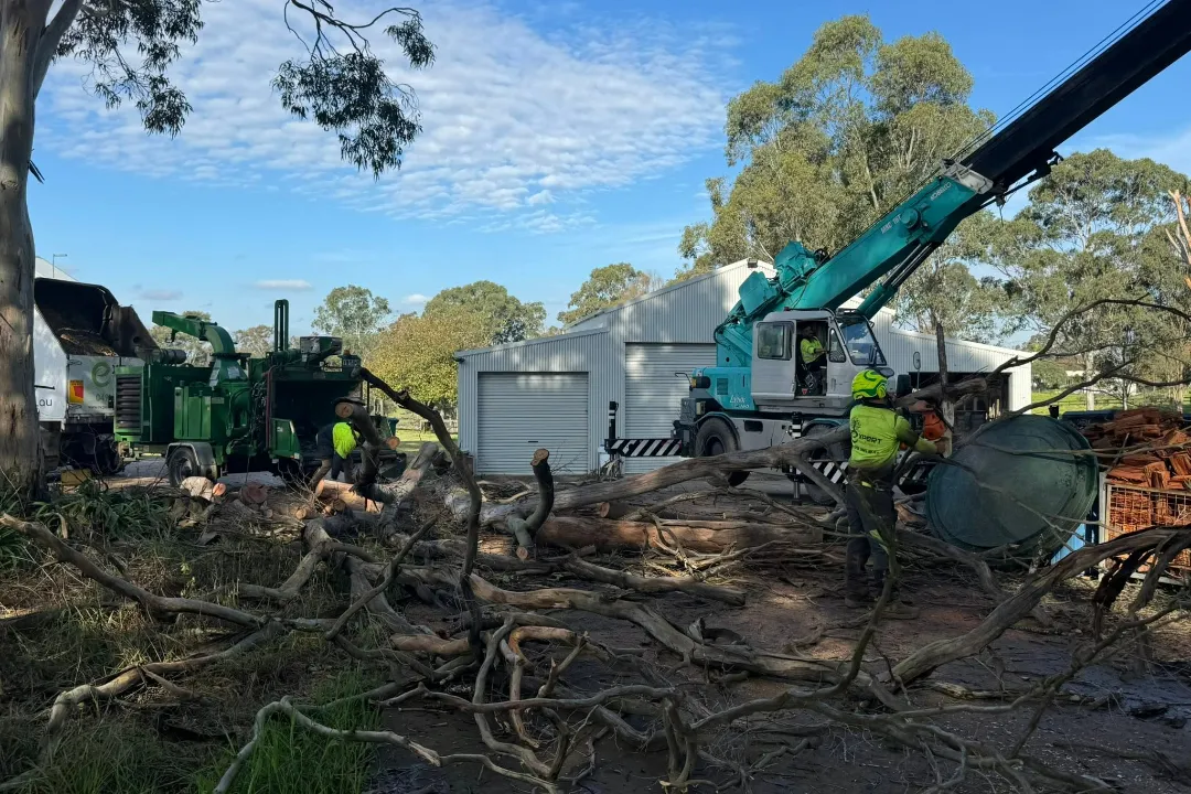 Tree Removal Quakers Hill