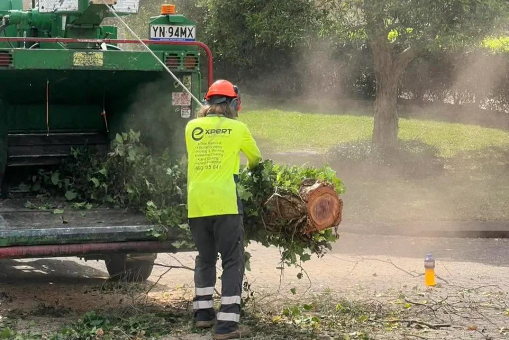 Tree Removal Windsor