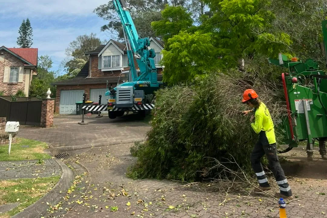 Tree Removal Windsor